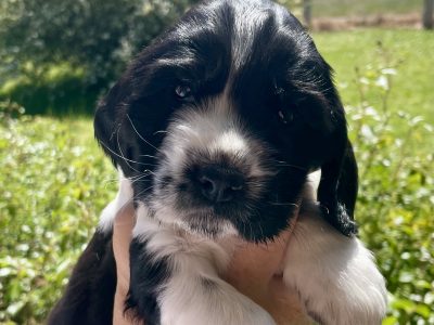 Cocker Spaniel – Upper Hunter