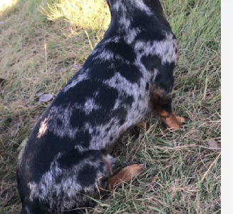 Miniature Dachshund – South Ripley