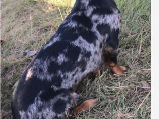 Miniature Dachshund – South Ripley