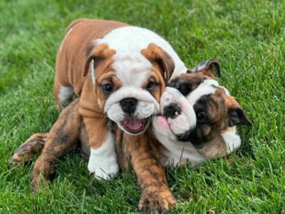 British Bulldog – Brisbane