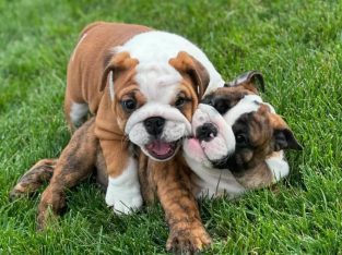 British Bulldog – Brisbane