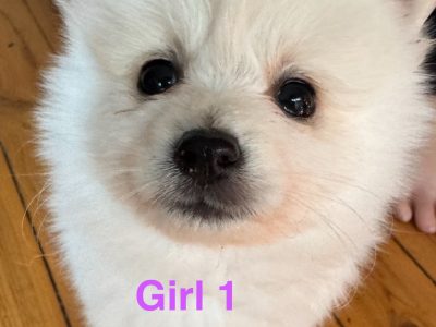 Pomeranian – Blacktown