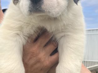 Saint Bernard – Moyne