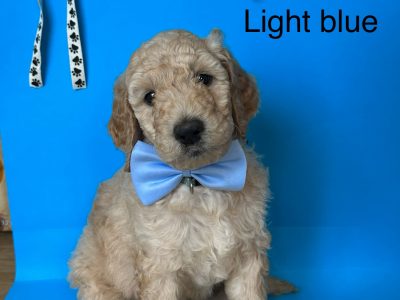 Goldendoodle – Kempsey