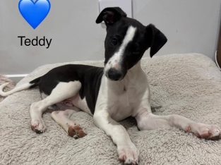 Whippet – Inverleigh