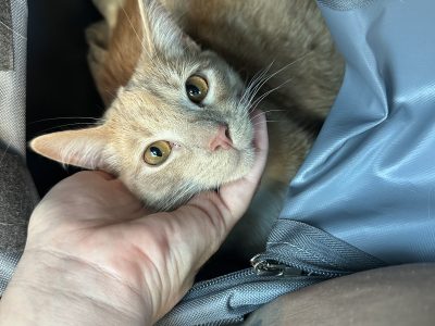 Domestic Short Hair (DSH) – Burpengary