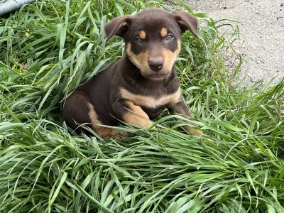 Australian Kelpie – Oakbank