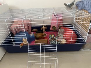 Guinea Pig – Fairfield