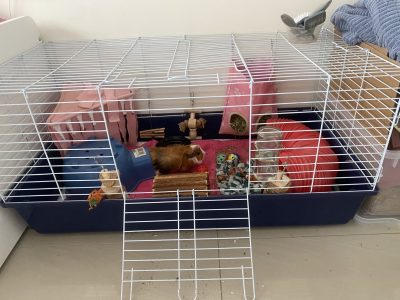 Guinea Pig – Fairfield