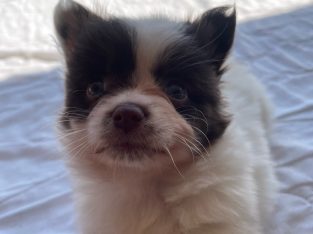 Pomeranian – Crestmead