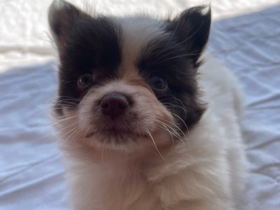 Pomeranian – Crestmead