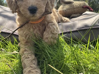 Groodle – Mornington Peninsula