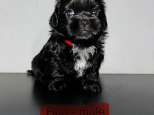 Shih Tzu – Cranbrook