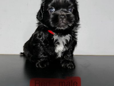 Shih Tzu – Cranbrook