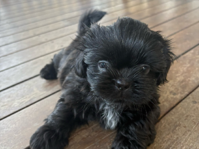 Shih Tzu – Townsville City