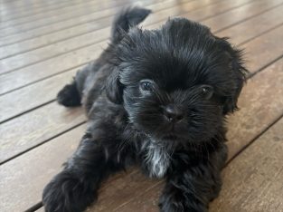 Shih Tzu – Townsville City
