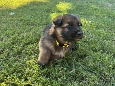German Shepherd – Gladstone Central