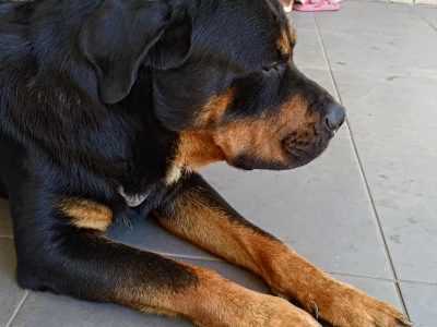 Rottweiler – Sunnybank