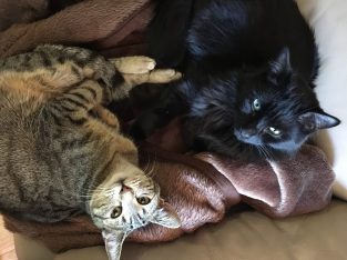 Domestic Medium Hair (DMH) – Penrith