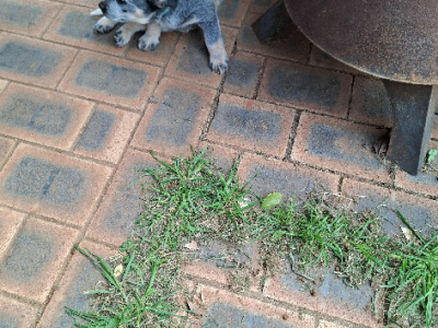 Australian Cattle Dog – Bungendore