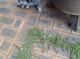 Australian Cattle Dog – Bungendore