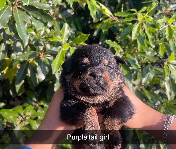 Rottweiler – Coolatai