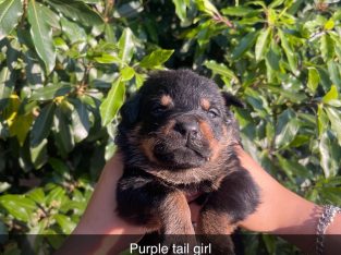 Rottweiler – Coolatai