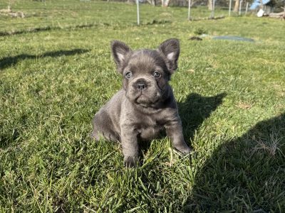 French Bulldog – Goulburn