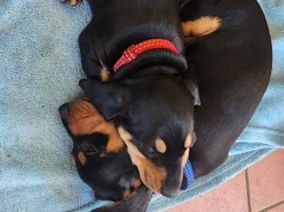 Dachshund – Woodridge