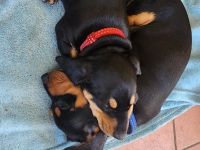 Dachshund – Woodridge