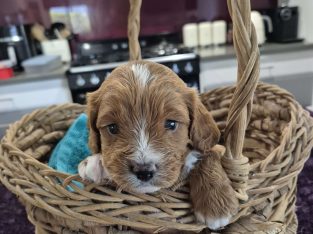 Cavoodle – Mooloolah Valley