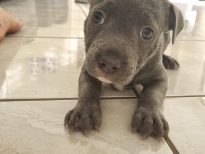 Staffordshire Bull Terrier – Neurum