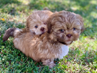 Shih Tzu – Greenslopes