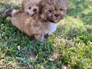 Shih Tzu – Greenslopes
