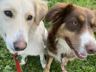 Border Collie – Baerami Creek