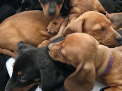 Dachshund – Kallangur