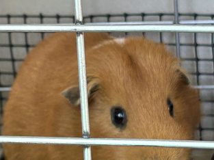 Guinea Pig – Bankstown