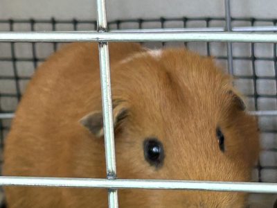 Guinea Pig – Bankstown