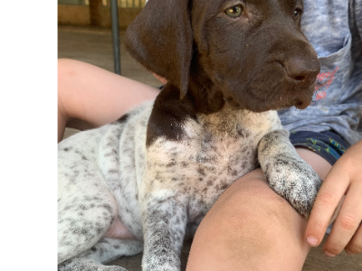 German Shorthaired Pointer – Rathdowney