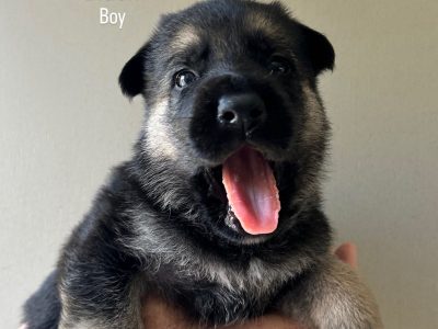 German Shepherd – Yeppoon