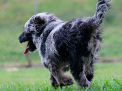 Bordoodle – Gold Coast