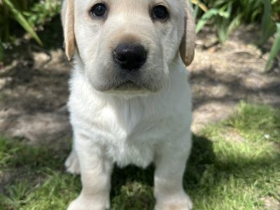 Labrador Retriever – Albury