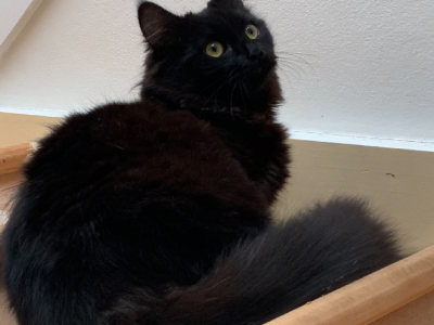 Oriental Shorthair – Benowa