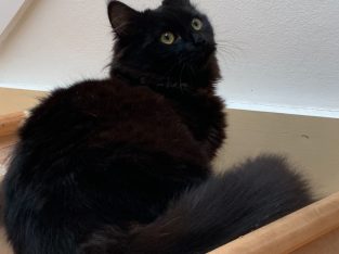 Oriental Shorthair – Benowa