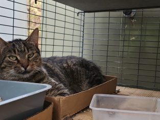 Domestic Short Hair (DSH) – Doncaster East