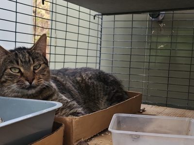 Domestic Short Hair (DSH) – Doncaster East