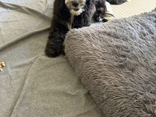 Australian Shepherd – Carrara