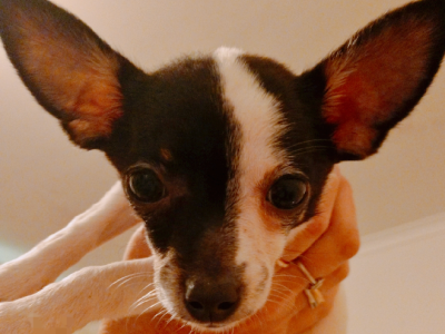 Chihuahua – Berkeley