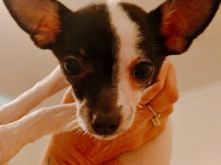 Chihuahua – Berkeley