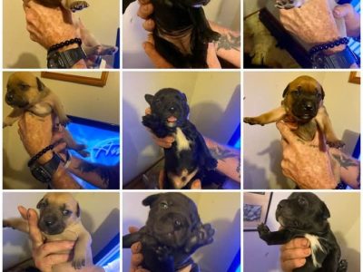 Staffordshire Bull Terrier – Wagga Wagga